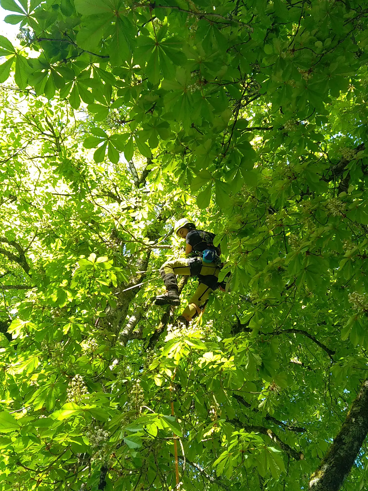 Haubanage d' arbres à Beauvoir-sur-Niort et Niort 